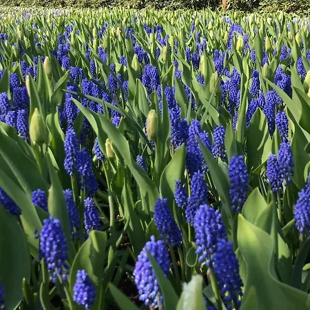 펜션 Orchidee Aan Zee